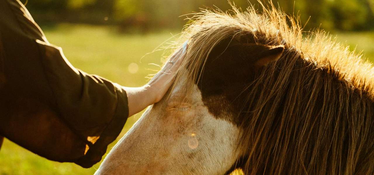 Terapia de caballos y mujer